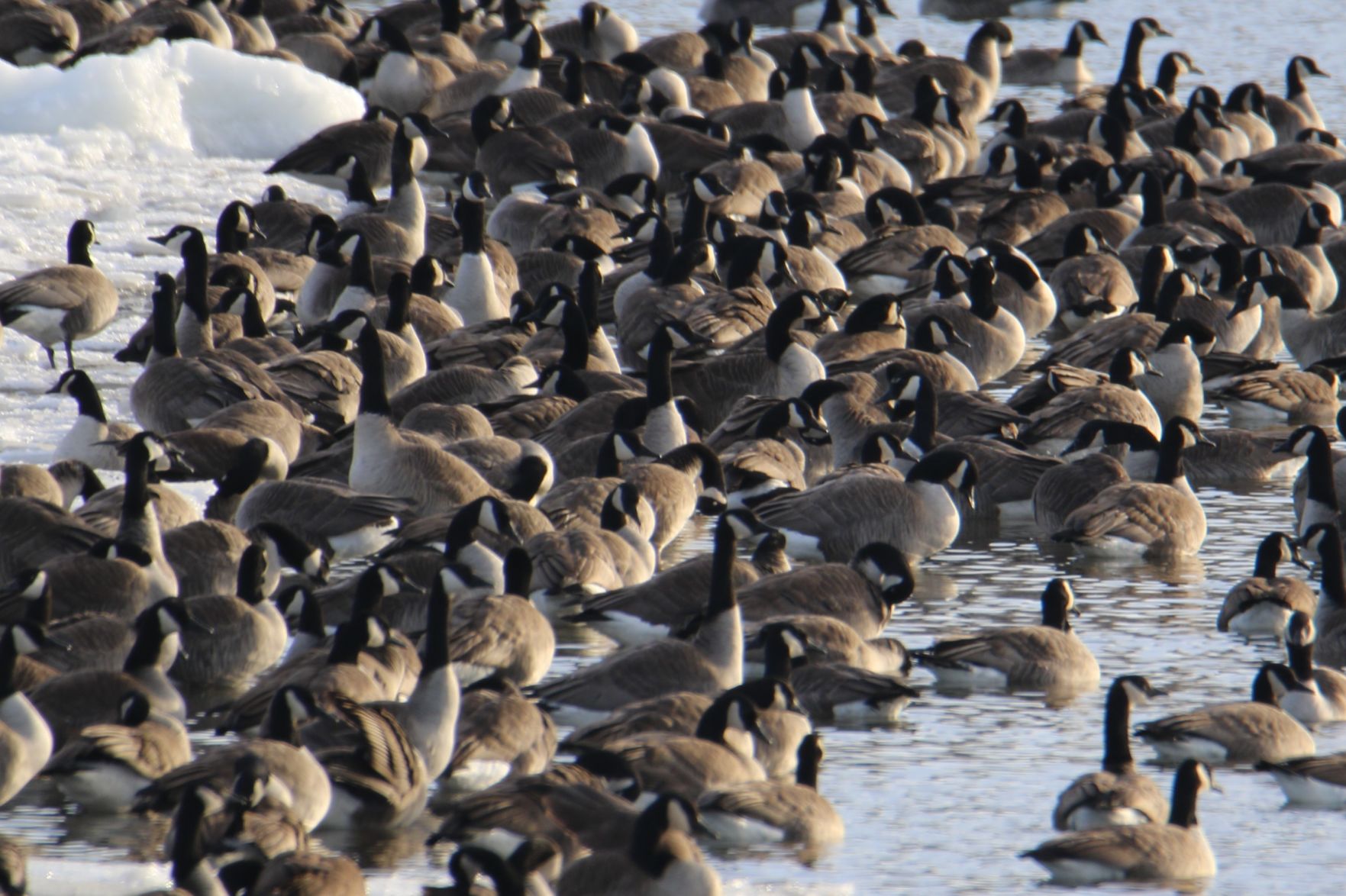 Geese, Geese Everywhere